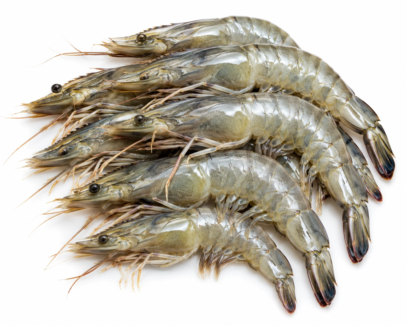 Madda Prawns 250 g – Fresh Large River Prawns