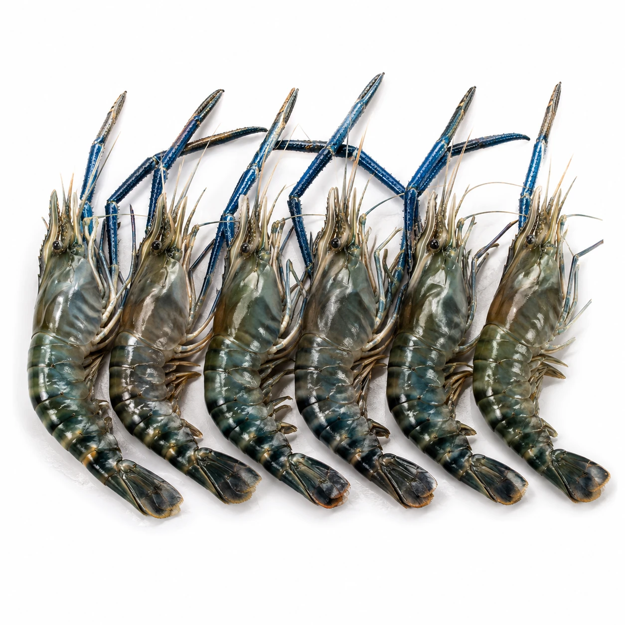 Big Gondal Prawns 250 g – Fresh Jumbo Prawns
