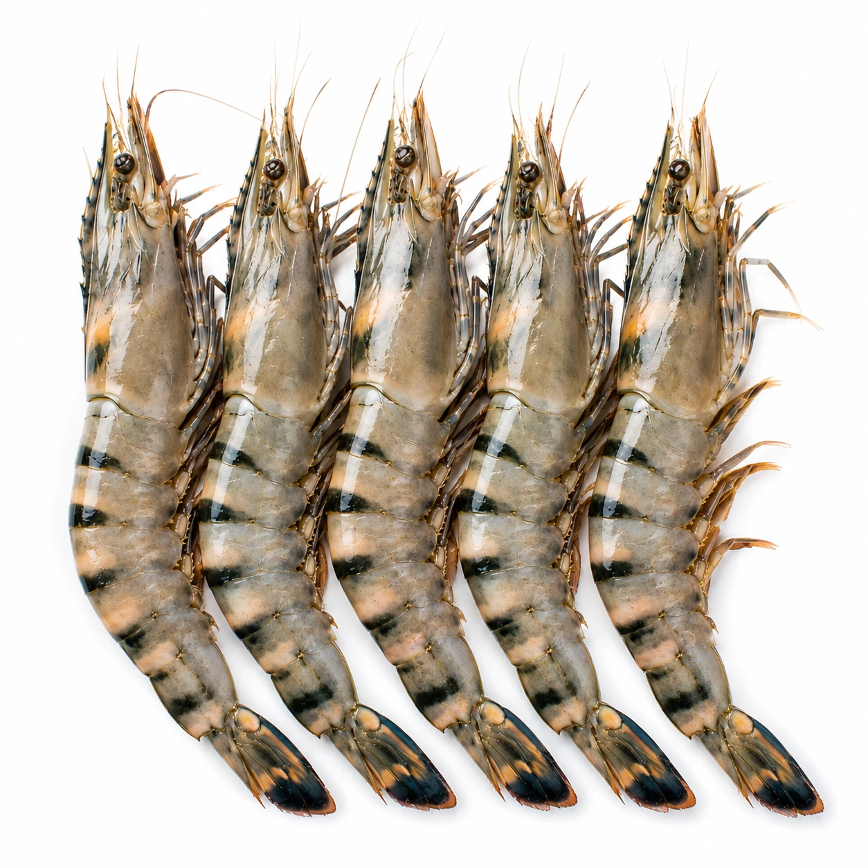 Tiger Prawns 1 kg – Fresh Jumbo Tiger Prawns