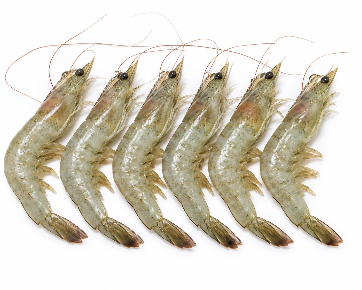 Vannamei Prawns 250 g – Medium Vannamei Prawns