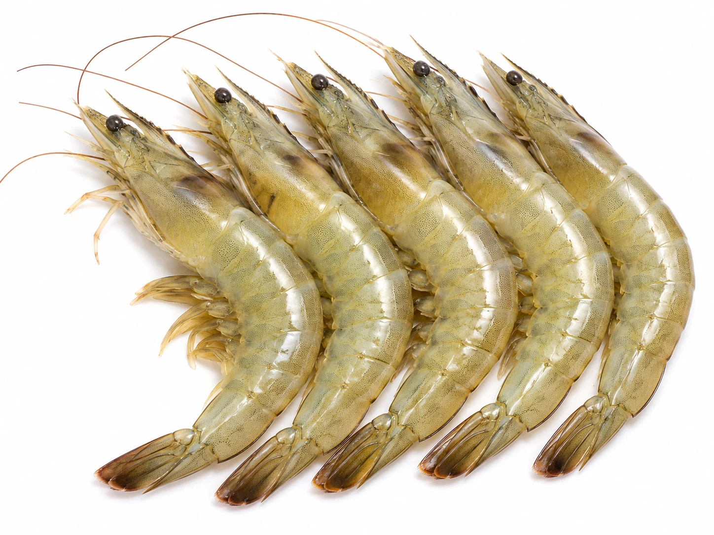 Vannamei Prawns 250 g – Big Vannamei Prawns