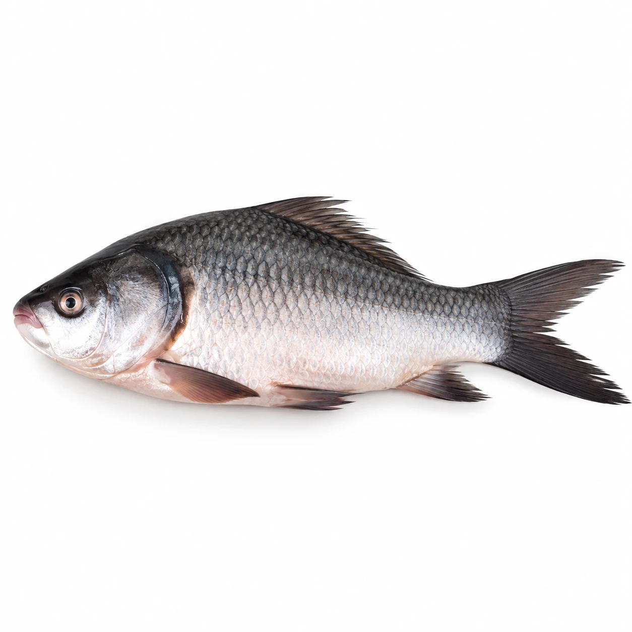 Bhakura Fish – Approx. 350 g–650 g